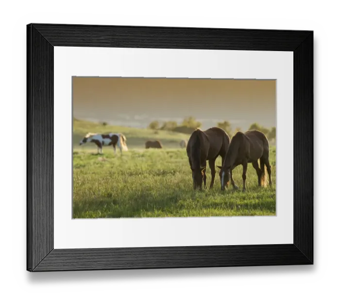 Framed Print : Horses grazing before sunset, Philmont Scout Ranch, Cimarron, NM