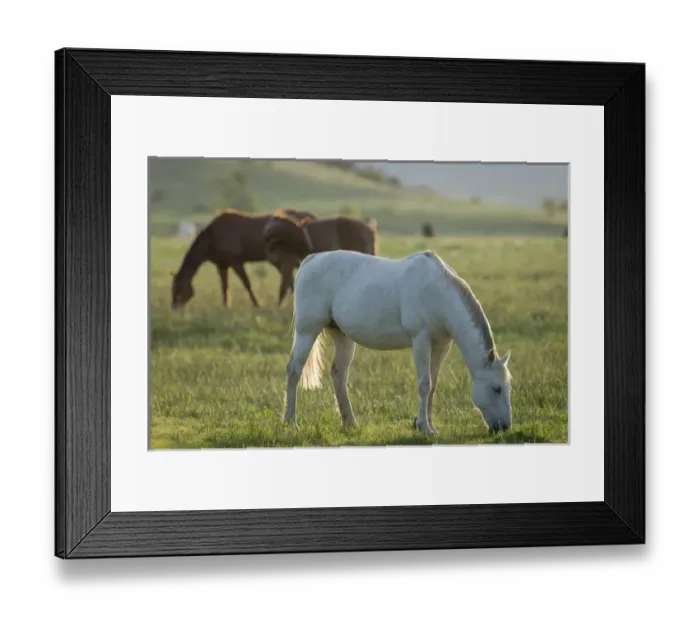 Framed Print : Horses grazing before sunset, Philmont Scout Ranch, Cimarron, NM Framed Print : Horses grazing before sunset, Philmont Scout Ranch, Cimarron, NM