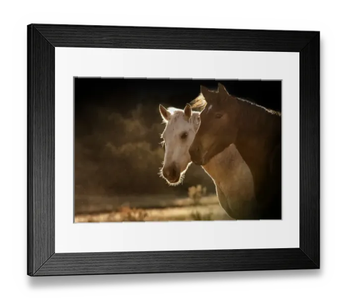 Framed Print : 2 horse portraits in soft backlight Framed Print : 2 horse portraits in soft backlight