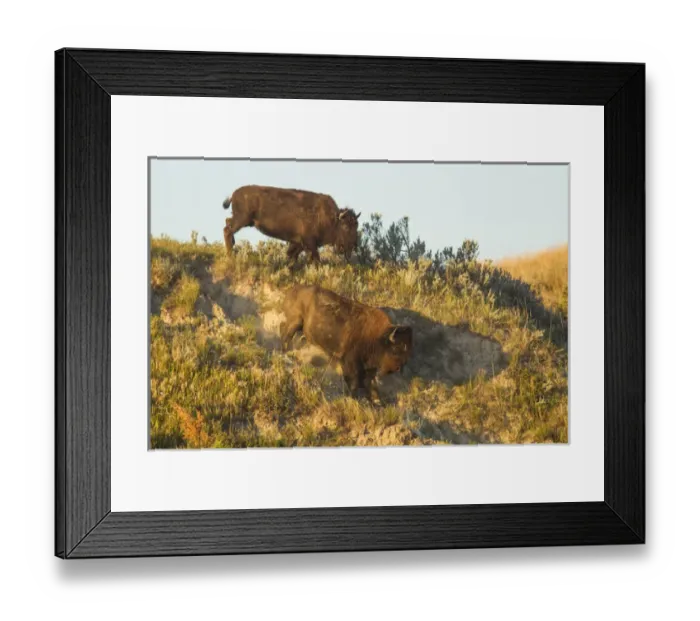 Framed Print : Bison running down embankment in Theodore Roosevelt National Park, North Dakota, USA Framed Print : Bison running down embankment in Theodore Roosevelt National Park, North Dakota, USA