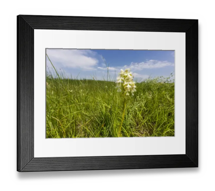 Framed Print : The Rare Western Prairie Fringed Orchid in the Sheyenne National Grasslands, North Dakota Framed Print : The Rare Western Prairie Fringed Orchid in the Sheyenne National Grasslands, North Dakota
