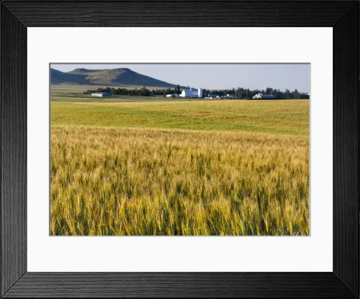 Framed Print : Field of mid-growth wheat near Regent, North Dakota, USA Framed Print : Field of mid-growth wheat near Regent, North Dakota, USA
