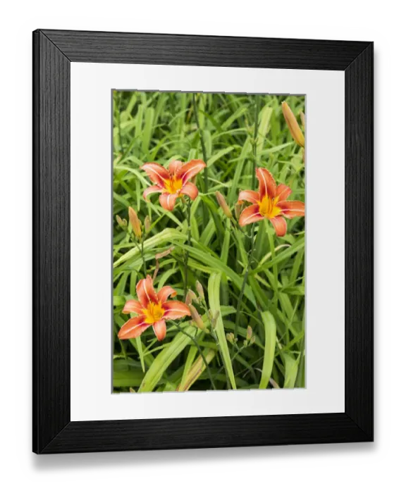 Framed Print : Wood lillys at the International Peace Gardens near Dunseith, North Dakota, USA Framed Print : Wood lillys at the International Peace Gardens near Dunseith, North Dakota, USA