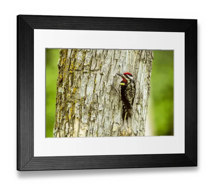 Framed Print : Yellow Bellied Sapsucker in the Turtle Mountains, North Dakota, USA Framed Print : Yellow Bellied Sapsucker in the Turtle Mountains, North Dakota, USA