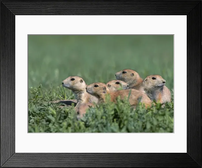 Framed Print : Black-tailed prairie dog (Cynomys ludovicianus) group on the lookout, Theodore Roosevelt Framed Print : Black-tailed prairie dog (Cynomys ludovicianus) group on the lookout, Theodore Roosevelt
