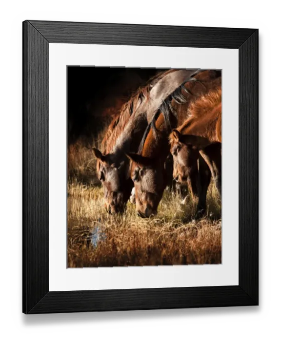 Framed Print : 3 horses drinking in dusky light