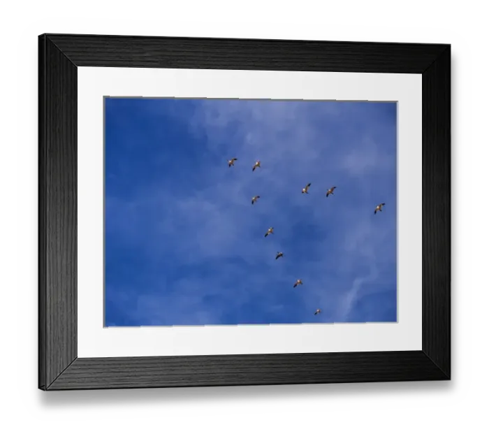Framed Print : North America; USA; New Mexico; Bosque del Apache National Wildlife Refuge; Snow Geese Framed Print : North America; USA; New Mexico; Bosque del Apache National Wildlife Refuge; Snow Geese