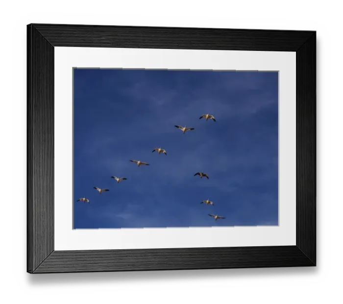 Framed Print : North America; USA; New Mexico; Bosque del Apache National Wildlife Refuge; Snow Geese Framed Print : North America; USA; New Mexico; Bosque del Apache National Wildlife Refuge; Snow Geese