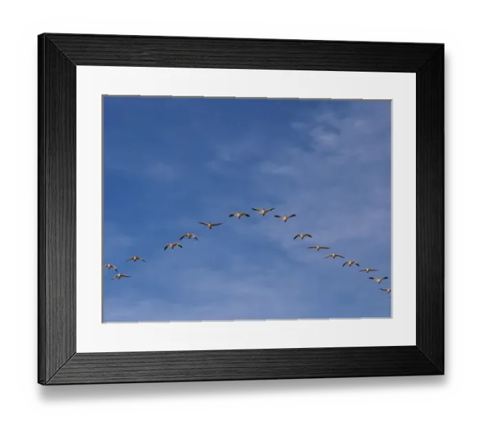 Framed Print : North America; USA; New Mexico; Bosque del Apache National Wildlife Refuge; Snow Geese