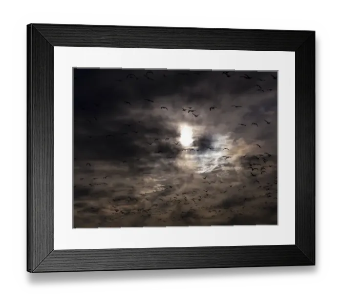 Framed Print : North America; USA; New Mexico; Bosque del Apache National Wildlife Refuge; Snow Geese Framed Print : North America; USA; New Mexico; Bosque del Apache National Wildlife Refuge; Snow Geese