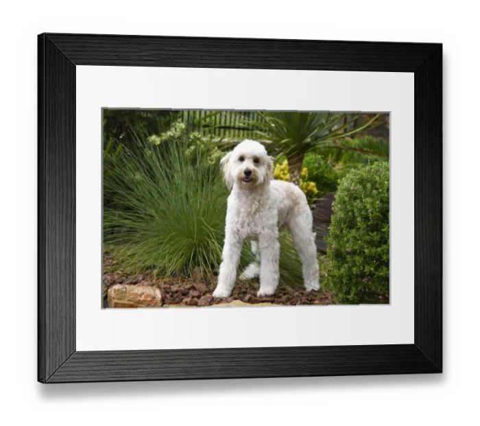 Framed Print : A Goldendoodle standing in a garden Framed Print : A Goldendoodle standing in a garden
