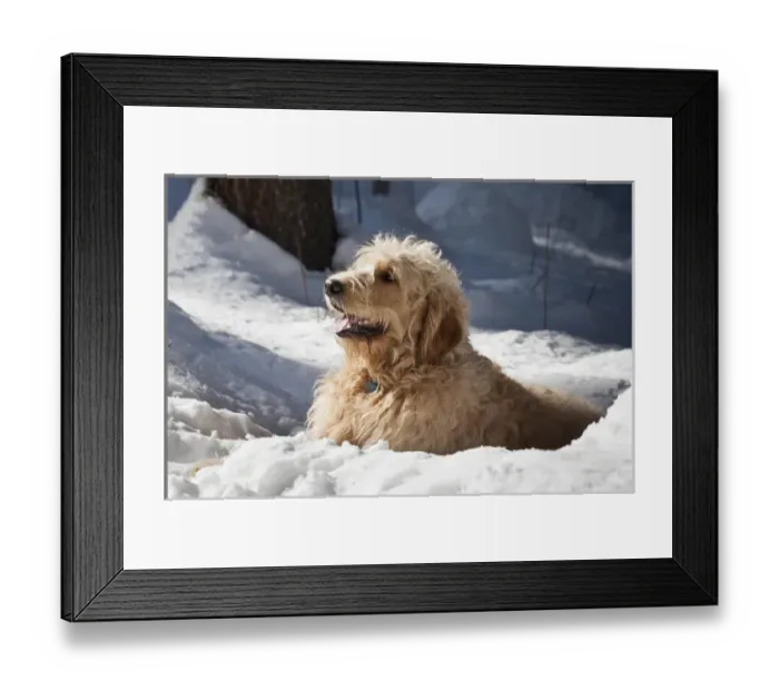Framed Print : A Goldendoodle lying in the snow Framed Print : A Goldendoodle lying in the snow