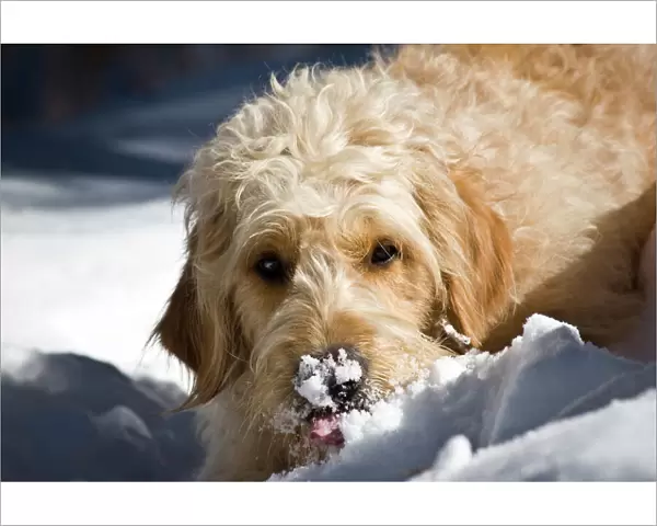A Goldendoodle with snow on its nose