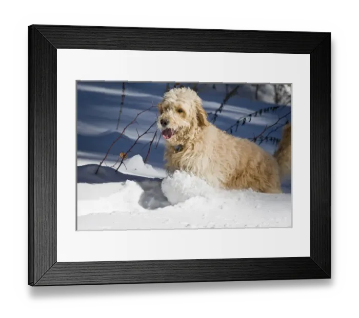 Framed Print : A Goldendoodle running through the snow Framed Print : A Goldendoodle running through the snow