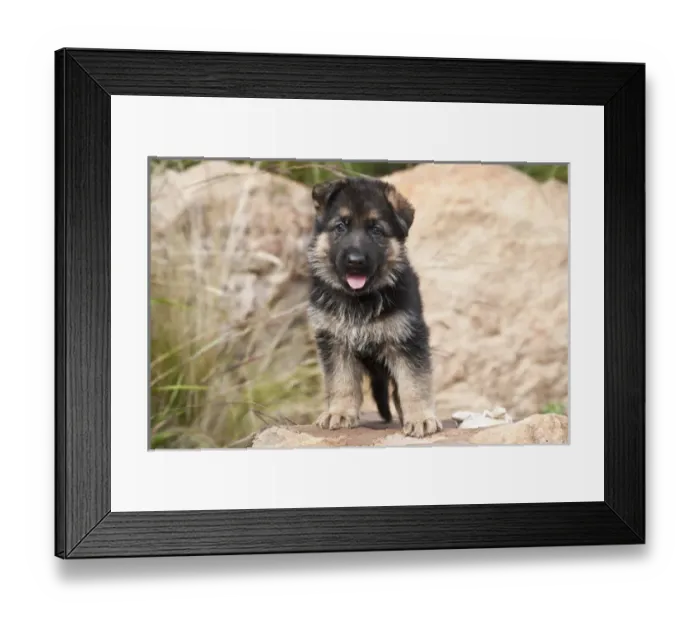 Framed Print : German Shepherd puppy standing on a boulder Framed Print : German Shepherd puppy standing on a boulder