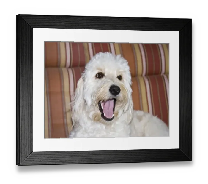 Framed Print : A Goldendoodle lying on a lawn chair talking Framed Print : A Goldendoodle lying on a lawn chair talking