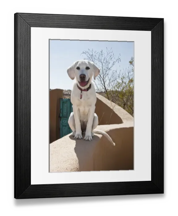 Framed Print : A Goldendoodle puppy sitting on an adobe wall Framed Print : A Goldendoodle puppy sitting on an adobe wall