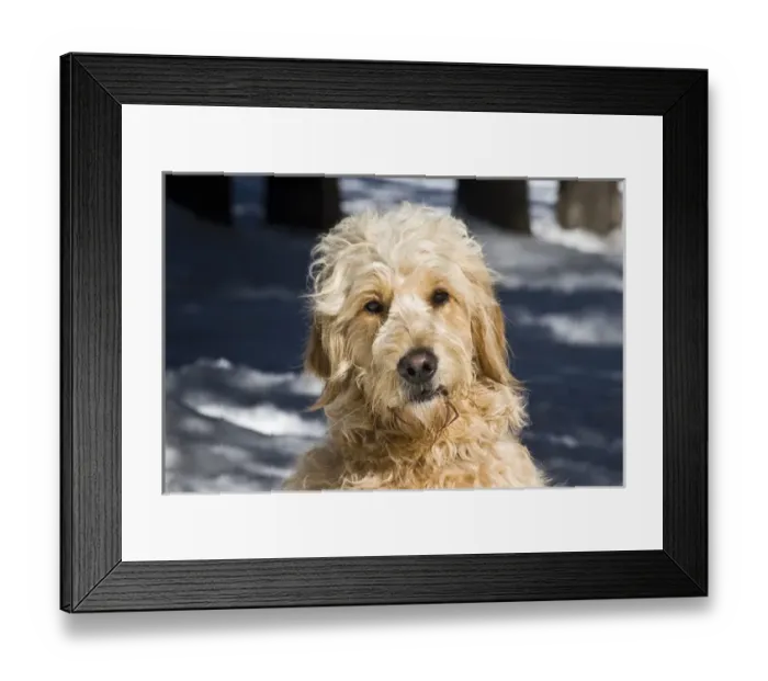 Framed Print : Portrait of a Goldendoodle sitting in the snow