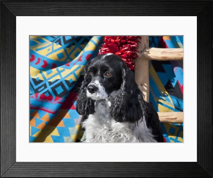 Framed Print : Cocker Spaniel sitting on a Southwestern blanket Framed Print : Cocker Spaniel sitting on a Southwestern blanket