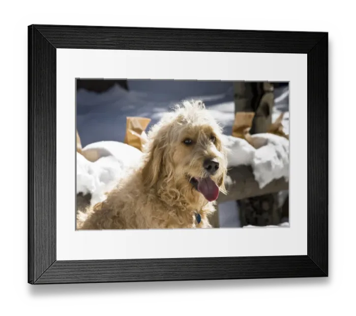 Framed Print : Portrait of a Goldendoodle sitting in the snow Framed Print : Portrait of a Goldendoodle sitting in the snow