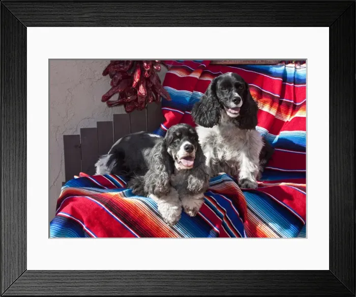Framed Print : Two Cocker Spaniels together on a Mexican blanket