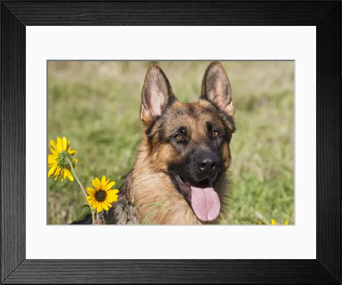Framed Print : Portrait of German Shepherd sitting with sunflowers Framed Print : Portrait of German Shepherd sitting with sunflowers