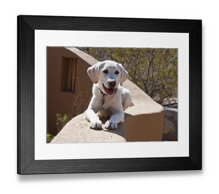 Framed Print : A Goldendoodle puppy lying on an adobe garden wall Framed Print : A Goldendoodle puppy lying on an adobe garden wall