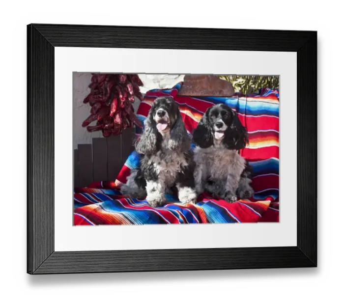 Framed Print : Two Cocker Spaniels sitting on a Mexican blanket Framed Print : Two Cocker Spaniels sitting on a Mexican blanket
