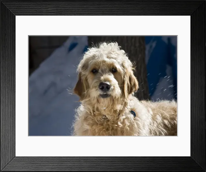 Framed Print : Morning light on a Goldendoodle standing in the snow Framed Print : Morning light on a Goldendoodle standing in the snow