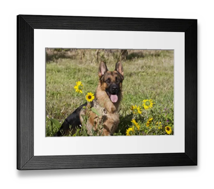 Framed Print : German Shepherd sitting behind sunflowers in a field Framed Print : German Shepherd sitting behind sunflowers in a field
