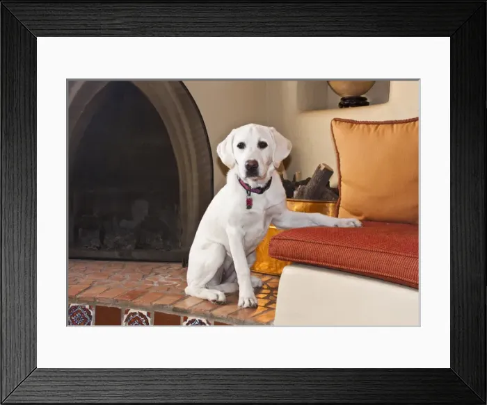 Framed Print : A Goldendoodle puppy sitting in front of a fire place