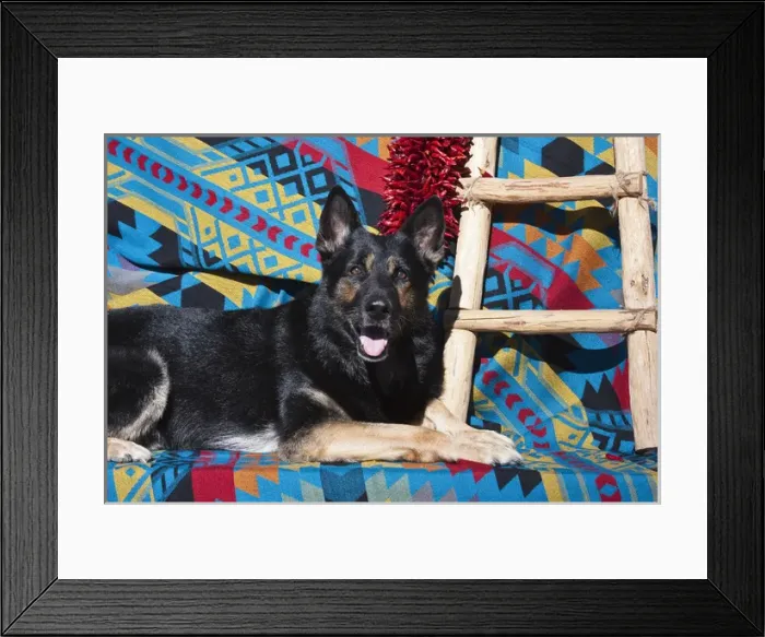 Framed Print : A German Shepherd lying on a Southwestern blanket