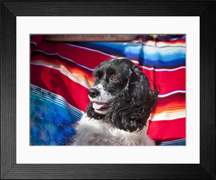 Framed Print : Headshot of a Cocker Spaniel sitting on a Mexican blanket Framed Print : Headshot of a Cocker Spaniel sitting on a Mexican blanket