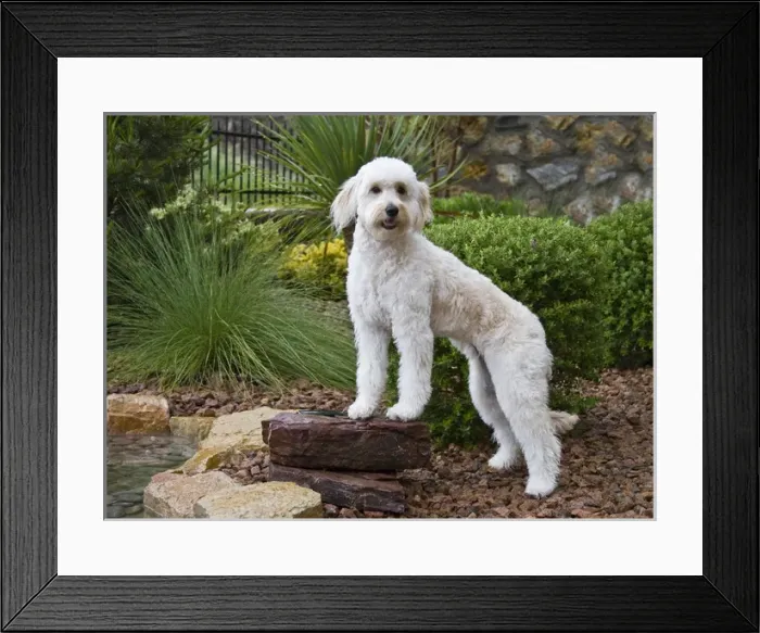 Framed Print : A Goldendoodle standing on a rock in a garden by a pool Framed Print : A Goldendoodle standing on a rock in a garden by a pool