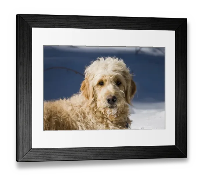 Framed Print : A Goldendoodle lying in the snow bathed in early morning light Framed Print : A Goldendoodle lying in the snow bathed in early morning light