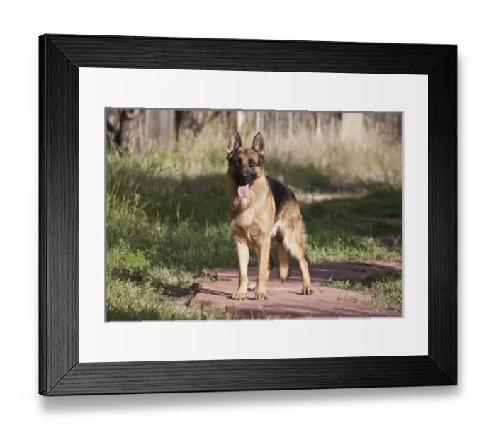 Framed Print : German Shepherd standing on a sandstone pathway in a yard Framed Print : German Shepherd standing on a sandstone pathway in a yard