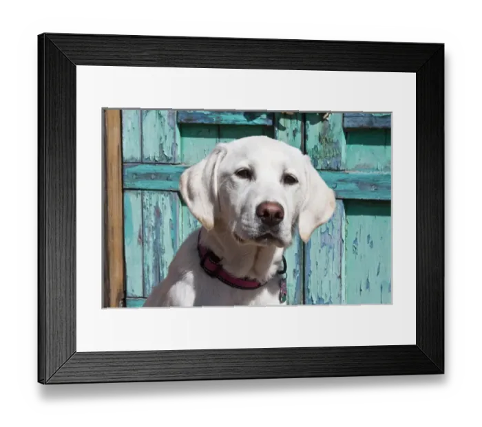 Framed Print : Portrait of a Goldendoodle puppy sitting in front of a blue door Framed Print : Portrait of a Goldendoodle puppy sitting in front of a blue door