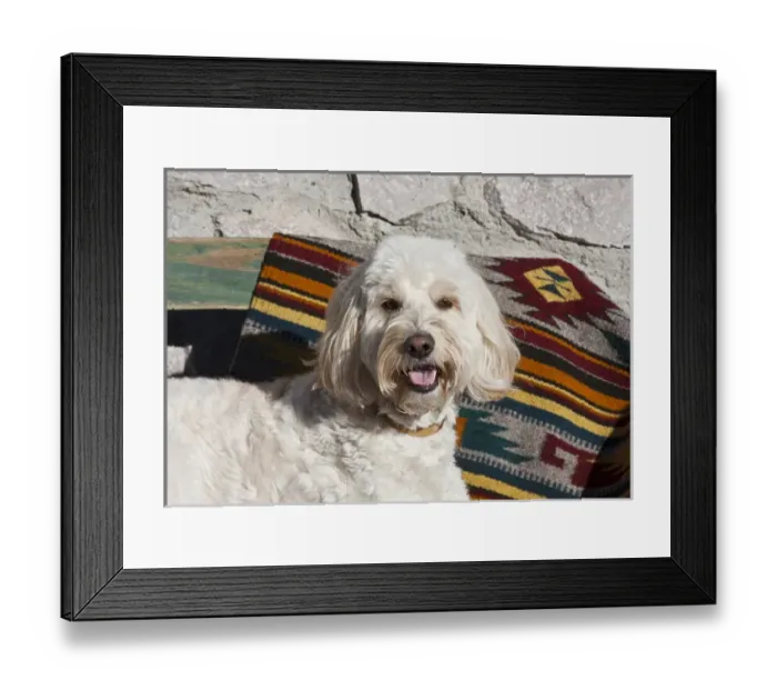 Framed Print : Portrait of a Goldendoodle lying against a Southwestern blanket