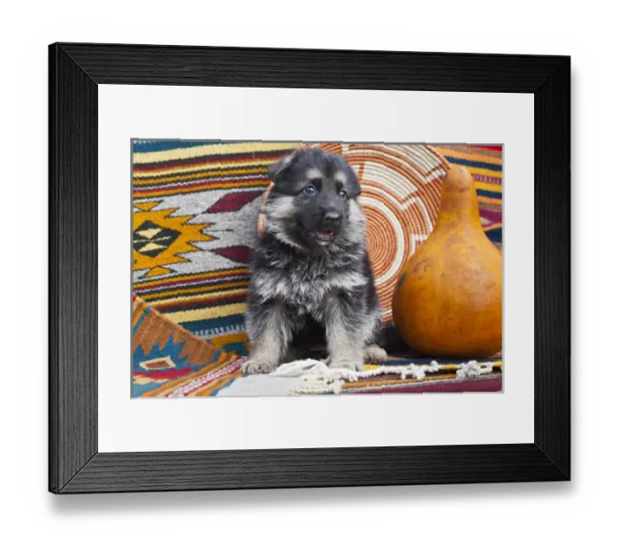Framed Print : German Shepherd puppy sitting on Southwestern blankets and basket Framed Print : German Shepherd puppy sitting on Southwestern blankets and basket