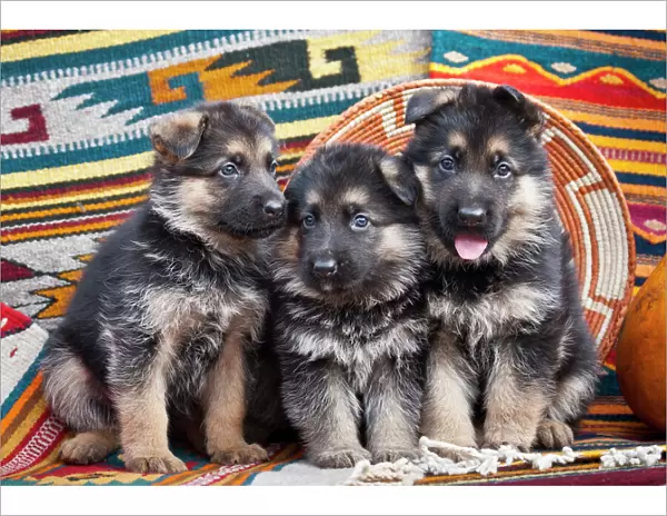 Three German Shepherd puppies sitting in a row on Southwestern blankets