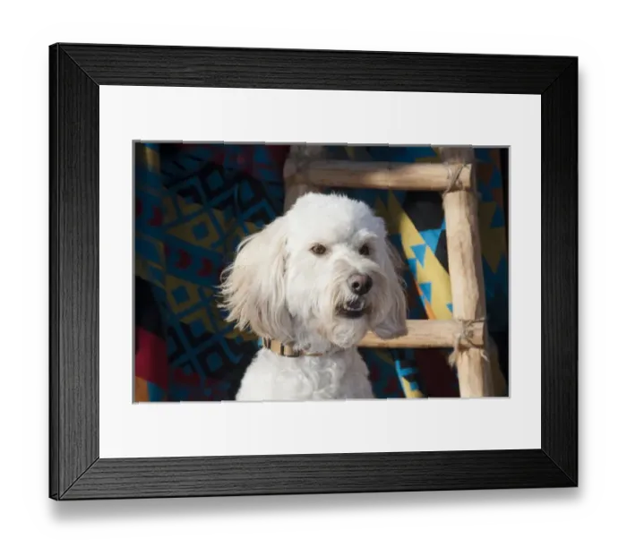 Framed Print : Portrait of a Goldendoodle againt a Southwestern blanket and wooden ladder Framed Print : Portrait of a Goldendoodle againt a Southwestern blanket and wooden ladder