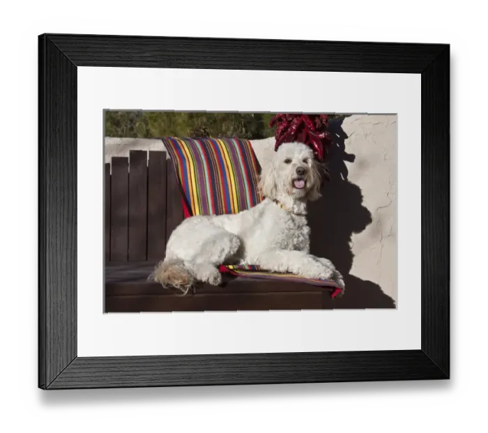 Framed Print : A Goldendoodle lying on a garden bench with an adobe wall and red chilies hanging