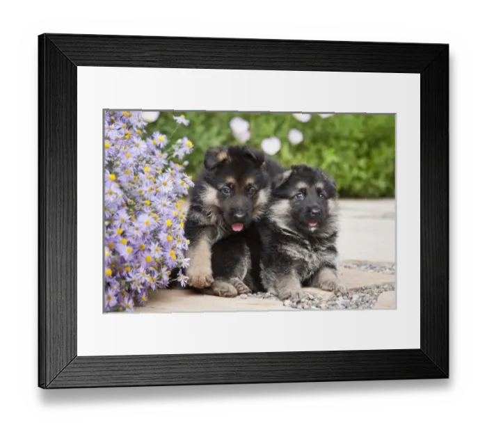 Framed Print : Two German Shepherd puppies sitting next to purple daisies on a garden pathway