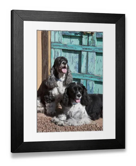 Framed Print : Two Cocker Spaniels in front of an old Southwestern stlye doorway Framed Print : Two Cocker Spaniels in front of an old Southwestern stlye doorway