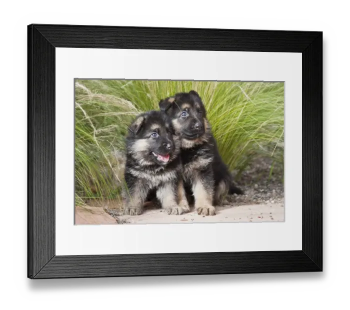 Framed Print : Two German Shepherd puppies sitting together on a garden pathway in front of tall grasses Framed Print : Two German Shepherd puppies sitting together on a garden pathway in front of tall grasses