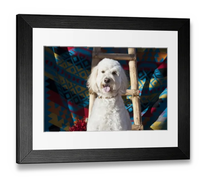 Framed Print : A Goldendoodle sitting against a Southwestern blanket with a wooden ladder and red