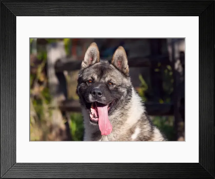 Framed Print : Portrait of an Akita Framed Print : Portrait of an Akita
