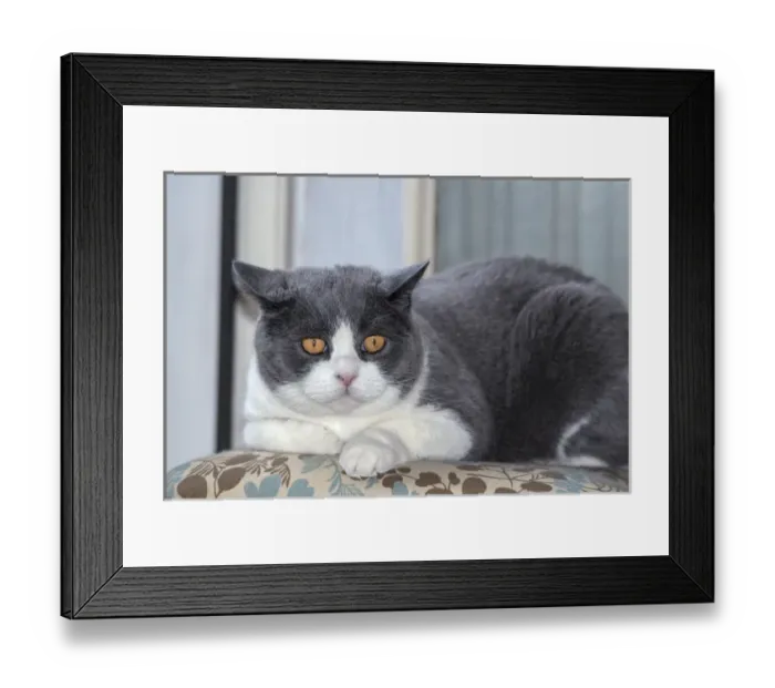 Framed Print : Cat posing Framed Print : Cat posing