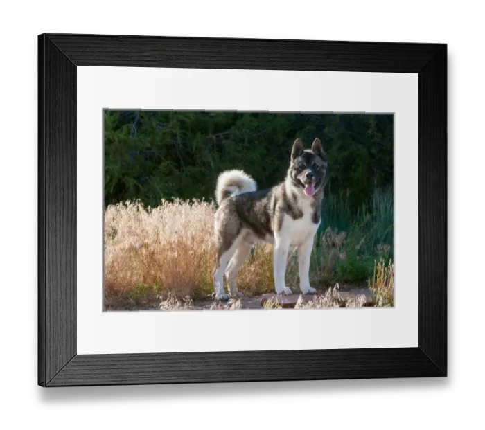 Framed Print : Akita standing near dried grasses Framed Print : Akita standing near dried grasses