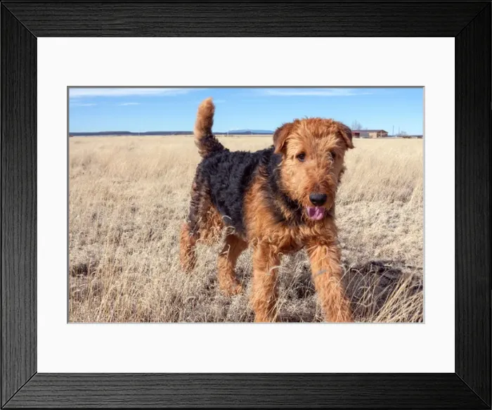 Framed Print : Airedale Terrier in a field of dried grasses Framed Print : Airedale Terrier in a field of dried grasses